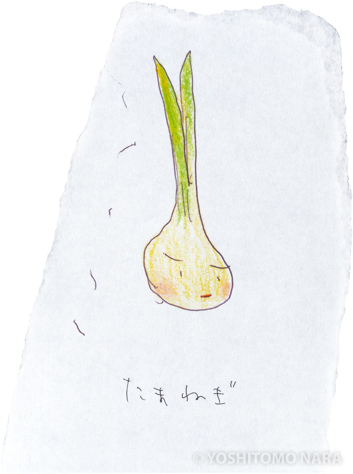 玉ねぎの鉛筆画 タマネギ-鉛筆デッサン描き方｜デッサン初心者のための描き方講座